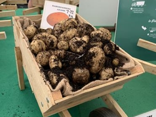 Potato Growing Competition