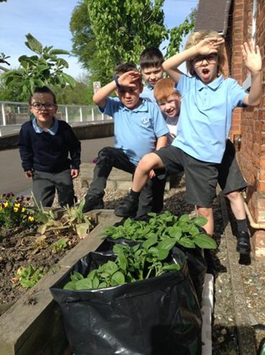 Potato Growing Competition