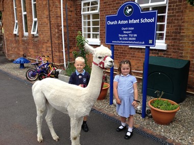 Alpaca Visits School